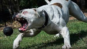 windows linux operating systems puppy paradise american bulldog efsanesi pitbulldog siz bulldog irkini hantal mi sandiniz power dog