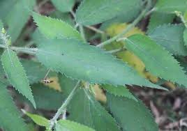 Image result for Tragia glabrata