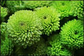 Green Chrysanthemum Chrysanthemum Growing Cucumbers Vertically Raised Bed Garden Design