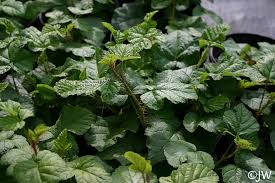 Image result for Rubus steudneri