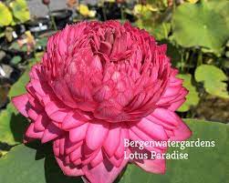Ultimate Thousand Petal Lotus Don T Miss It Bergen Water Gardens Lotus Paradise Long Lasting Flower Petal Flowers