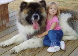 I Saw A Long Haired Akita Like This At Petsmart The Other Night Huge Dog With A Very Long Coat And Polka Dot Legs Just Like Akita Puppies Akita Dog Huge