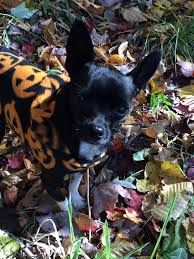 11,876 likes · 53 talking about this. Axl Modern Dog Magazine