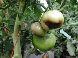 Image result for tomato seedling botrytis