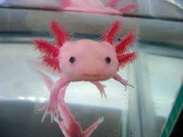 Ubercool Mexican Walking Fish Nearing Extinction Rare Animals Worlds Cutest Animals Weird Animals