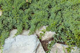 Image result for Sedum