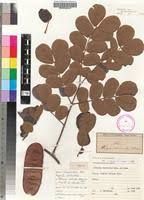 Image result for Albizia versicolor