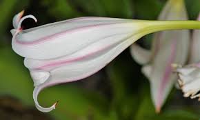 Image result for Crinum macowanii