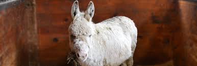 Coming to paramount pony fall. Petting Zoo Archives Animal Rescue League Of Boston