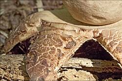 Image result for Geastrum triplex