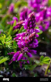 Image result for Polygalaceae