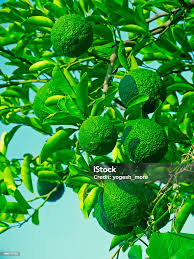 Image result for Citrus × aurantium