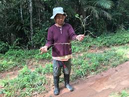 Image result for Solenangis