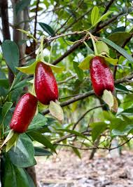 Image result for Eugenia aschersoniana