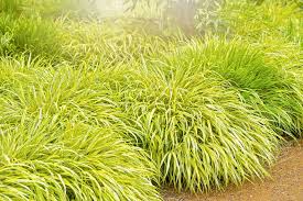 Zone 9 is located in the higher elevations around zone 8, but its summers are just as hot; 15 Perennial Plants For A Zone 8 Garden