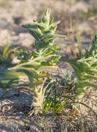 Image result for Chenolea diffusa