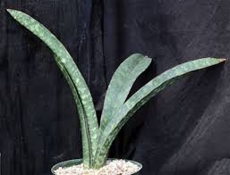 Image result for Sansevieria scimitariformis
