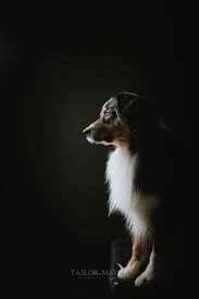 Australian Shepherd Dog Portrait Studio Photography Pet Photography Studio Pet Portraits Photography Dog Photography Poses