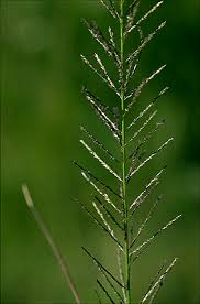 Image result for Sporobolus consimilis