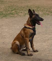 Black And Brown Large Dog Breeds Smartest Dog Breeds Smartest Dog Breeds Belgian Malinois Dog Malinois Dog