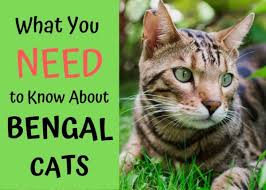 Hotels near the big cat sanctuary. Bengal Cat Characteristics What To Consider Before Buying Pethelpful By Fellow Animal Lovers And Experts