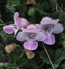 Image result for Dicerocaryum eriocarpum