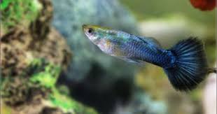 Pin On Guppies