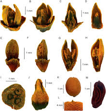 Image result for Eremospatha cuspidata