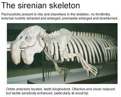 Image result for steller's sea cow