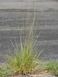 Image result for Sporobolus festivus