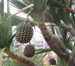 Image result for Pandanus utilis