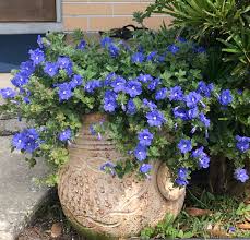 Listen to trailer music, ost, original score, and the full list of popular songs in the film. Blue My Mind Dwarf Morning Glory This Is One Of My Favorite Plants In My Garden Garden Vines Pollinator Garden Plants