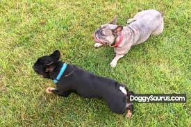 Does A Father Dog Know His Puppies Yes No