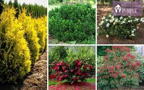 Lots of dog safe options, too. 5 6 Foot Evergreen Shrubs For Your Landscape Pretty Purple Door