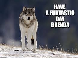 Perhaps the first version is the newest. Wolf Wolves Meme Generator Imgflip Wolf Meme Memes Wolf