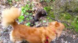 The fisher (pekania pennanti) is a small, carnivorous mammal native to north america. Fisher Cat Screech Lost Pet Research