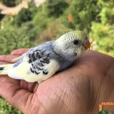 yavru muhabbet kusu muhabbet kuslari papaganlar kus