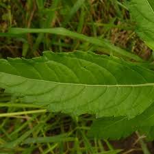 Image result for Hyptis lanceolata