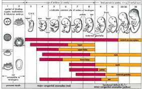 Pregnancy Week By Week Ipregnant Ipregnant