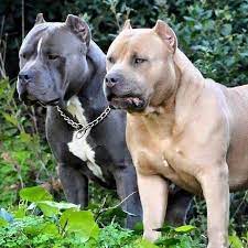 pin on funny pitbull ideas