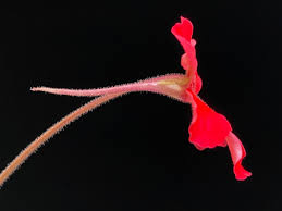 Image result for Launaea rarifolia