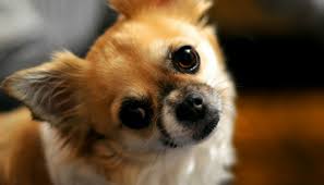 Next, take fresh cleaning wipes and rub down the inside of your dog's ears. How To Clean Your Dogs Ears Puppy Leaks