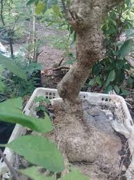 Ciri ciri pohon lantana di alam liar. Id Bintaos Mentaos Jual Bahan Bonsai Facebook