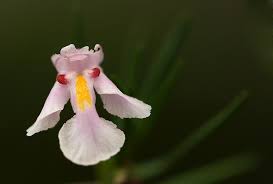 Image result for Lindernia monroi