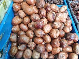 Buah zuriat adalah buah yang berasal dari arab dan banyak dijadikan sebagai pengobatan alami untuk pasangan suami … Buah Zuriat Taksonomi Morfologi Habitat Sebaran Kandungan Manfaat