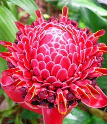 Etlingera Elatior Flowers Ginger Plant Torch Ginger