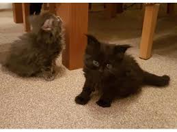 Coming from the maine state in new england, maine coons are popular for their skill in they can be in solid colors of black, white, and red; Maine Coon Kitten For Sale Dubai Dubai Classifieds