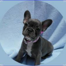 Here @poeticfrenchies the french bulldog obsession is real! Akc Blue French Bulldog Puppy For Sale In West Palm Beach Florida Classified Americanlisted Com
