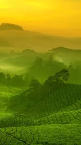 Cameron Highlands Places To Travel Places To Visit
