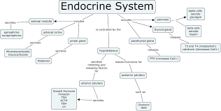 76 comprehensive glands hormones endocrine system chart